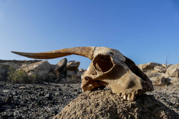 istock Dry Goat Skull Bone, Goat Skull background in the desert 1495654065