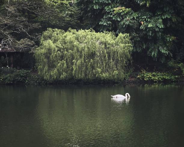 istock White swan in lake with head down in water 1495656365