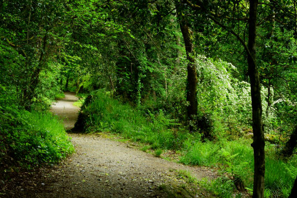 istock Temperate Rain forest  in Northern Ireland 1495656531