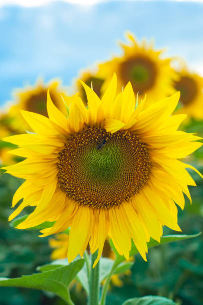 istock sunflower in the field 1495656813