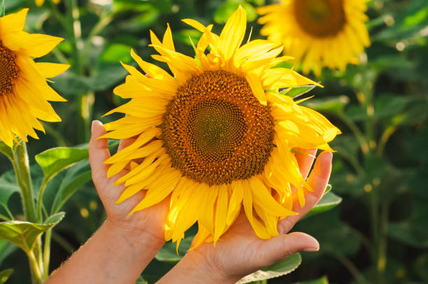 istock yellow sunflower in hands 1495656843