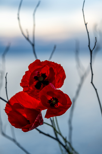 Bright red poppies on the background of the blue sea