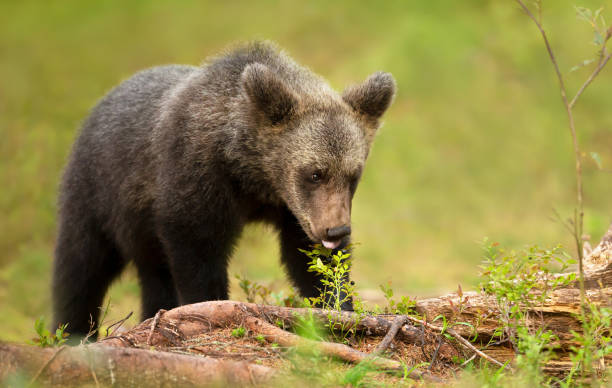 Cute Eurasian Brown bear cub eating blueberries in a forest stock photo