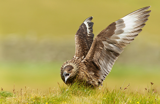 Close-up of a great skua (Stercorarius skua) calling out and displaying by stretching out wings, Noss, Shetland, UK.
