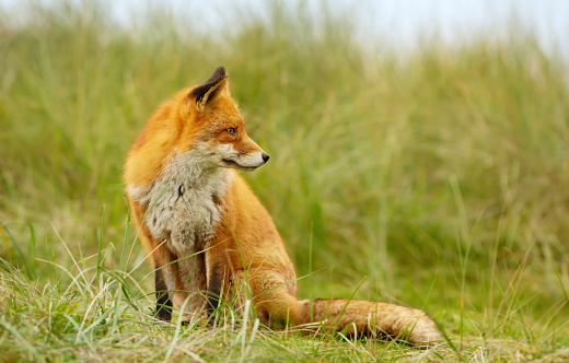 Close up of a red fox sitting on green grass, UK.