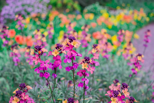 The brightly colored spring flowers of Erysimum cheiri Cheiranthus