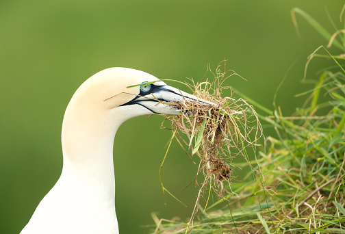 Close-up of a Northern gannet (Morus bassana) with nesting material in the beak, Bempton cliffs, UK.
