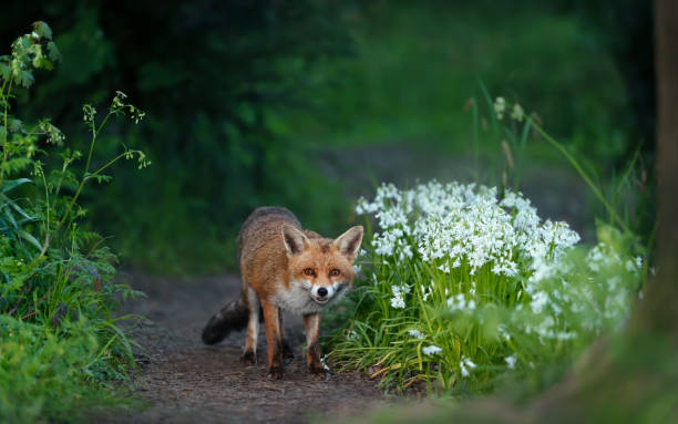 istock Red fox amongst white variety bluebells in spring 1495658503