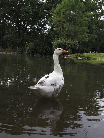 water birds