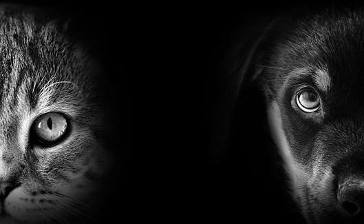 Side view of a light rimmed black house cat with an intens stare into the spotlight. Isolated on a black background.