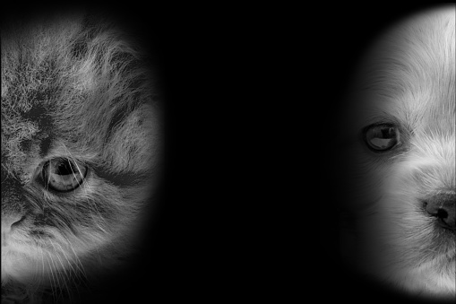 Cat and dog portrait in dark