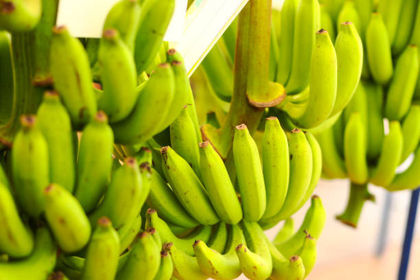 istock Close-up of  thick thai bananas 1495660762