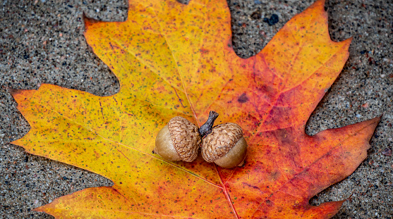 Close-up of two acorns on a colorful autumn oak leaf on a cold day in October.