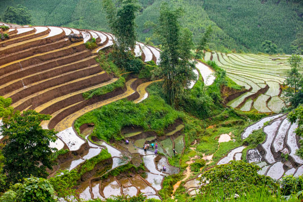 rice planting season in the lao cai terraces - lao cai province bildbanksfoton och bilder