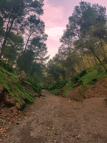 Magic gravel road among the pine trees