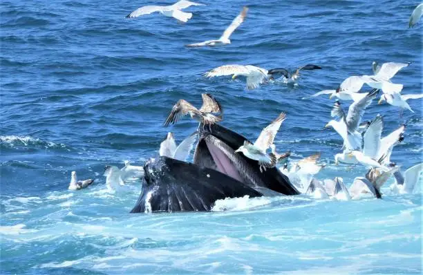 Photo of Humpback Whale and Seagulls Feeding off of the Coast of Cape Cod