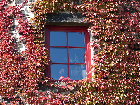 Old window with brown frame surrounded by autumn red colored leaves