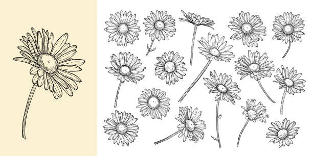 set of beautiful monochrome, black and white daisy flower isolated. for greeting card and invitations of the wedding, birthday, Valentine's Day, mother's day and other seasonal holiday vector art illustration