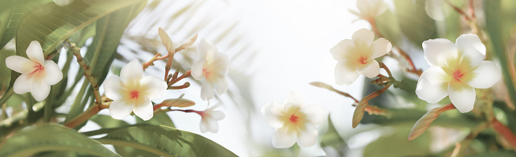 Beautiful white frangipani flowers in summer garden.Blooming Plumeria tree in sunny day. Soft focus. Banner