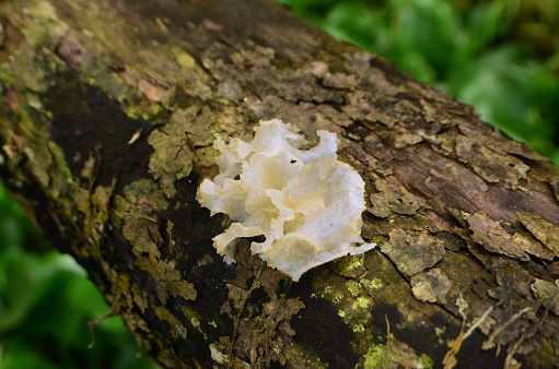 Tremella fuciformis, a type of fungus that grows on dead tree trunks, has a white and wrinkled crown. This species is known as snow fungus, snow ear, silver ear fungus, and white jelly mushroom.