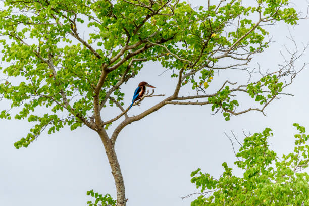 A white-throated Kingfisher on a branch of a tree in a wildlife park in Sri Lanka