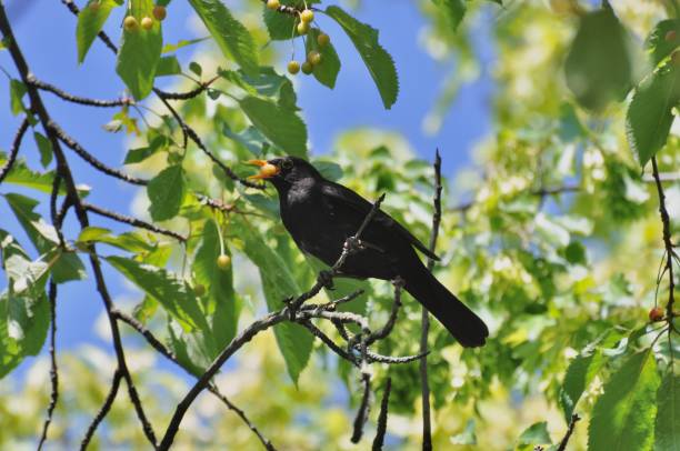 istock Bird In the cimetiere 1495668682