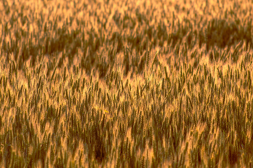 Ears Of Wheat Flourish Across A Vast Agricultural Field,Painting A Scene Of Abundance In The Heart Of Nature's Bounty