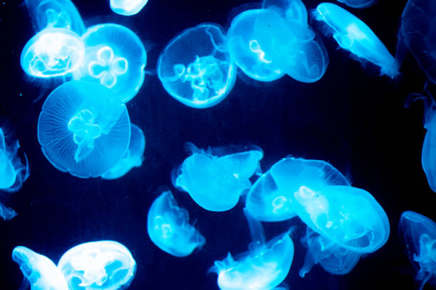 istock Blue illuminated transparent jellyfish in the aquarium 1495671680