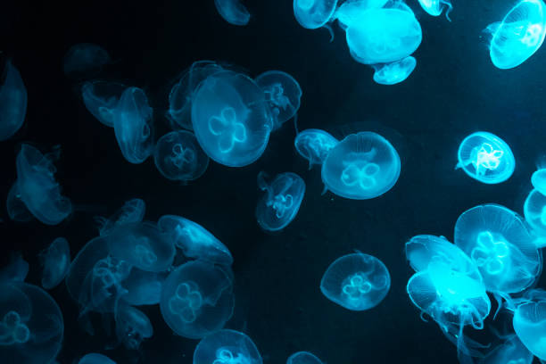 istock Blue illuminated transparent jellyfish in the aquarium 1495671742