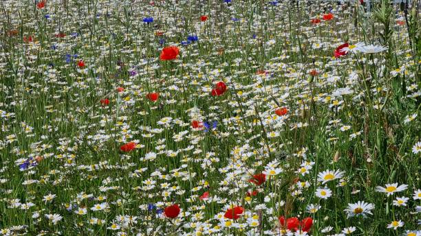 istock Field full of poppies and daisies 1495674028