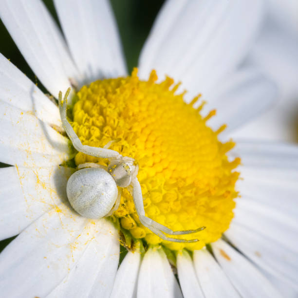 istock Flower (Crab) Spider [Misumena Vatia] waiting for prey 1495674199