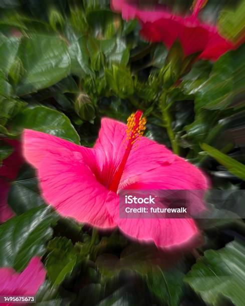 Pink Hibiscus Stock Photo - Download Image Now - Beauty, Beauty In Nature, Blossom