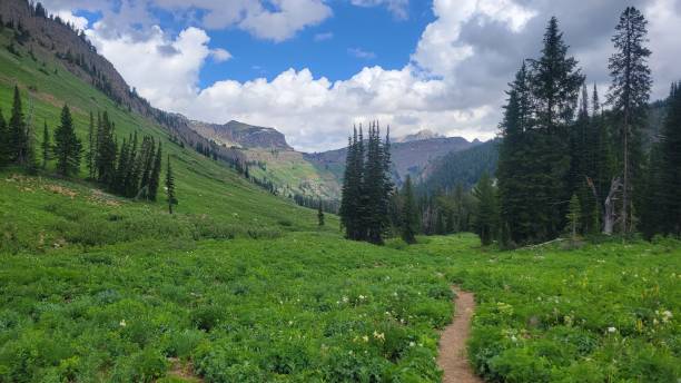 istock Natural scene in the backcountry 1495675685