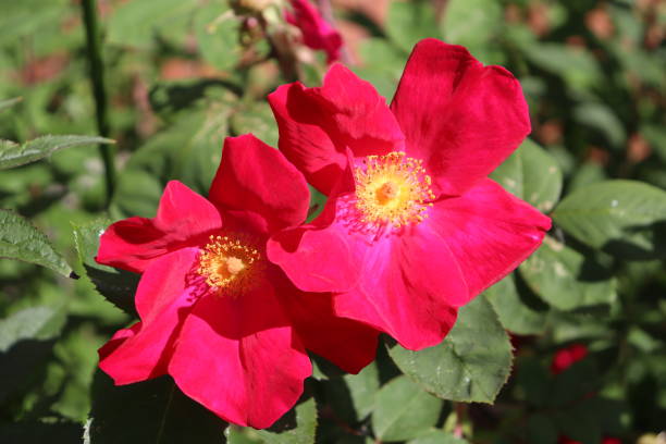 flores rosas vermelhas da beleza - gallica rose - fotografias e filmes do acervo