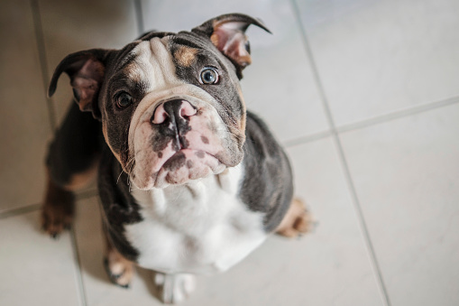 exotic english bulldog looking up