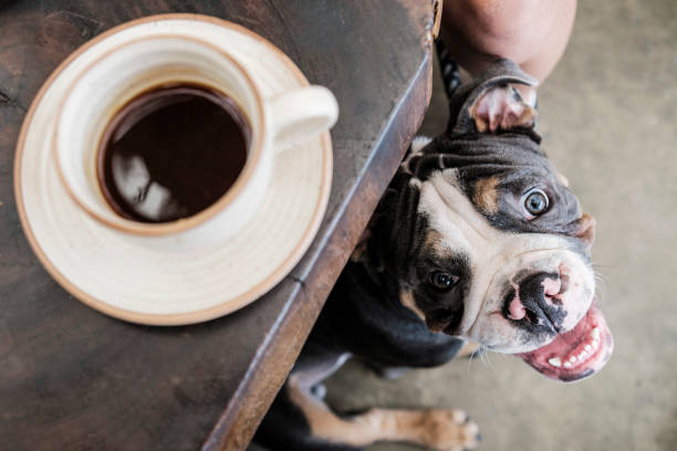 istock exotic english bulldog looking up 1495679609