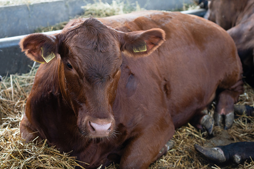 Brown cow in a dairy farm