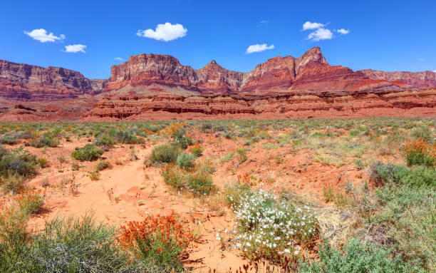 istock Vermilion Cliffs in Northern Arizona 1495679991