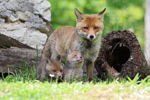 red fox mom and cubs