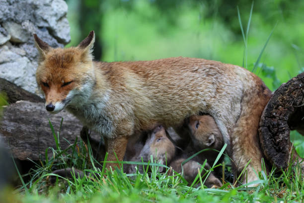 istock close-up red fox family 1495681699