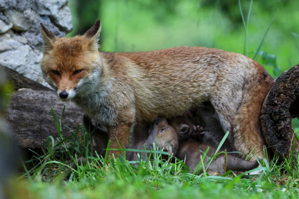 istock close-up red fox family 1495682287