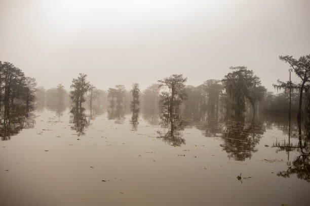 FOGGY ATCHAFALAYA SWAMP