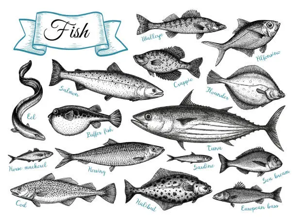 Vector illustration of Fish big set.