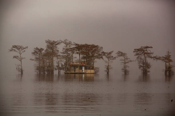 A foggy morning in the swamp of the Atchafalaya Basin