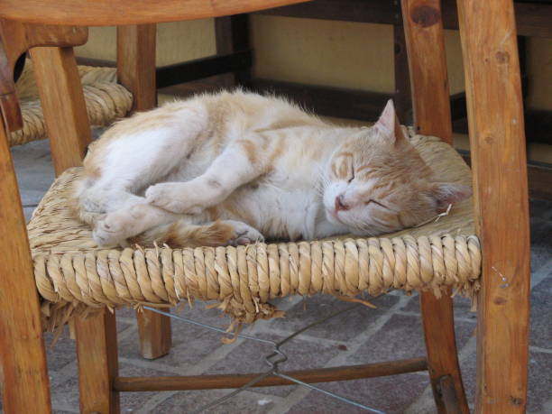 istock Cute cat sleeping on a chair 1495685385