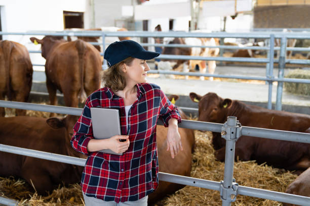 istock Woman farmer with tablet computer inspects cows at a dairy farm. 1495685536