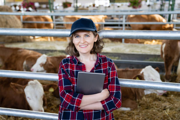 istock Woman farmer with tablet computer inspects cows at a dairy farm. 1495685637