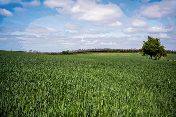 istock Beautiful grain field in Denmark late May 1495685724