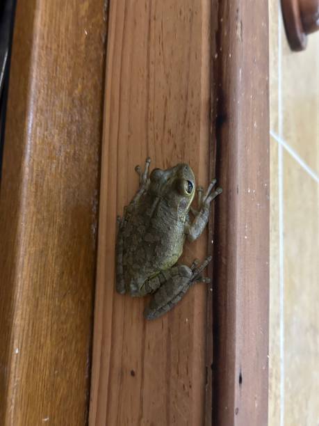 istock Frog in hotel room 1495685766