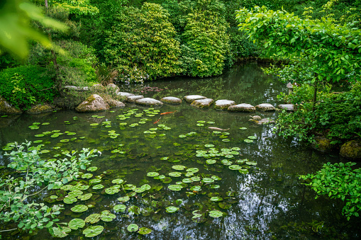 Decorative garden lake with colorful carp fishes and wooden pier of cumaru hardwood deck